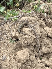 Sceloporus occidentalis becki