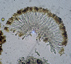 Caloplaca rubentior