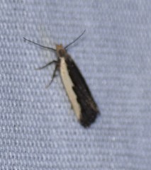 Dichomeris serrativittella