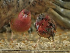 Lagonosticta senegala rendalli