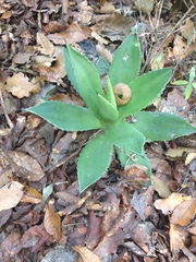 Agave chiapensis