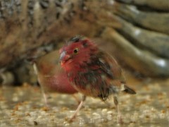 Lagonosticta senegala rendalli