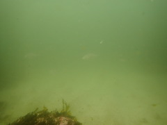 Pseudocaranx georgianus