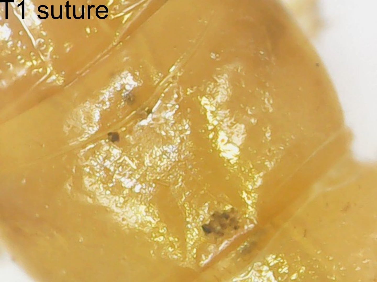 Cryptops anomalans Newport, 1844