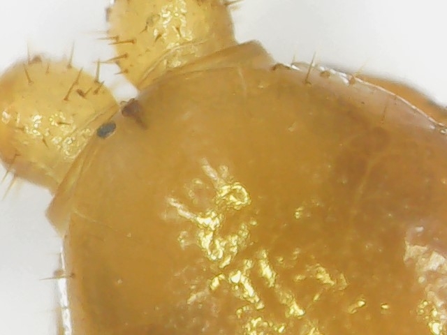 Cryptops anomalans Newport, 1844