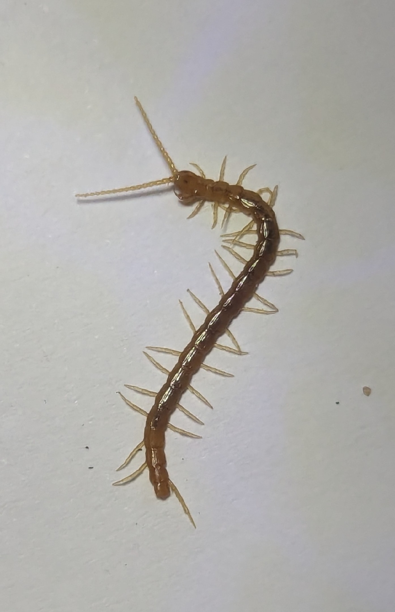 Cryptops anomalans Newport, 1844
