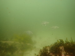 Pseudocaranx georgianus