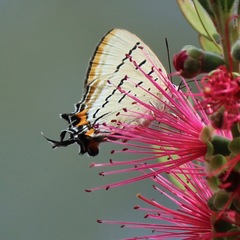 Jalmenus pseudictinus