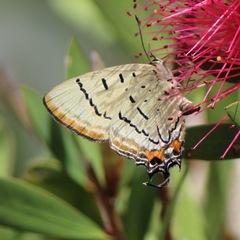 Jalmenus pseudictinus