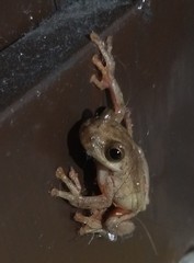 Dendropsophus columbianus