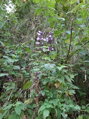 Salvia compsostachys