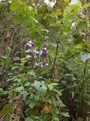 Salvia compsostachys