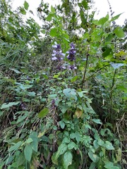 Salvia compsostachys