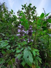 Salvia compsostachys