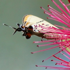 Jalmenus pseudictinus