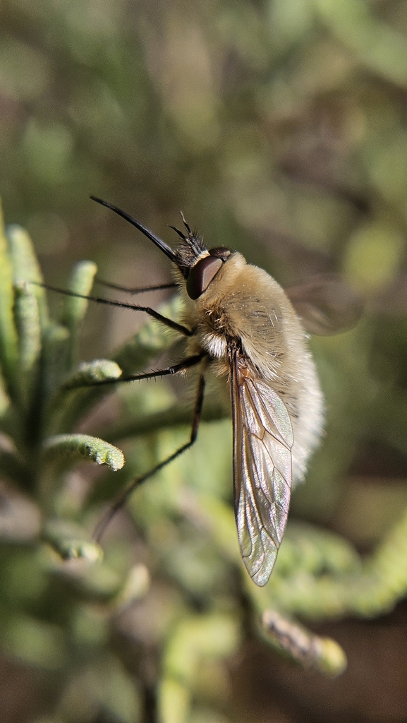 Nothoschistus melampogon