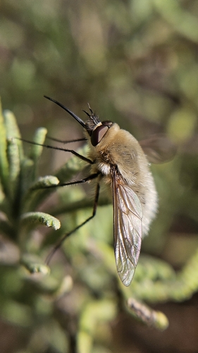 Nothoschistus melampogon