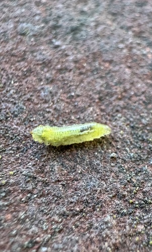 Unknown species found near Malibu Creek State Park, Calabasas, CA, US