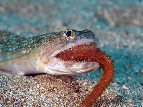 Atlantic lizardfish (Synodus saurus) — Synodontidae — 4