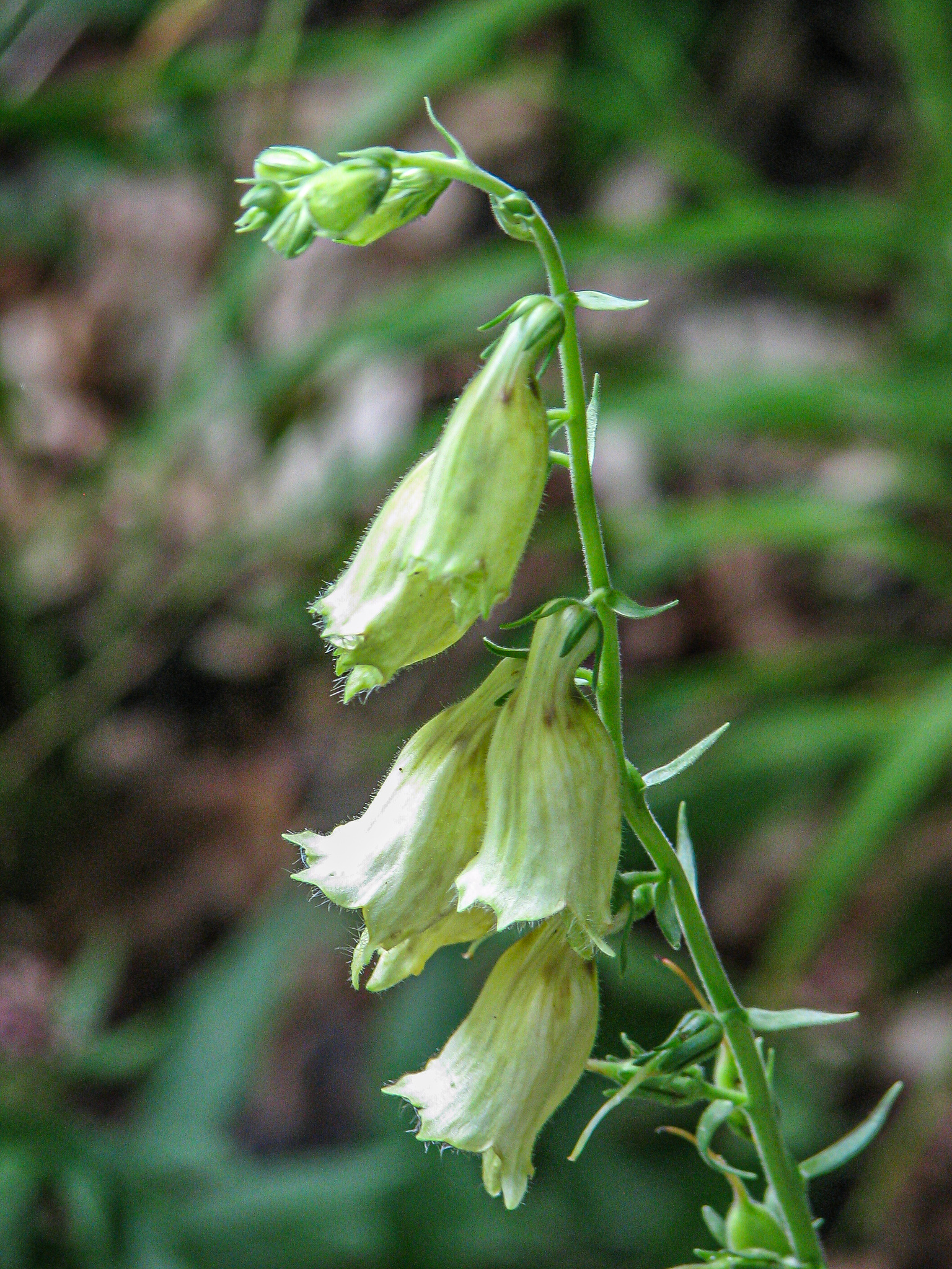 Yellow Foxglove (Digitalis grandiflora)