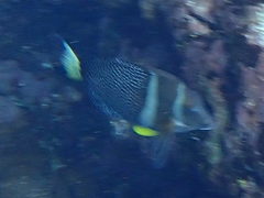 Acanthurus guttatus
