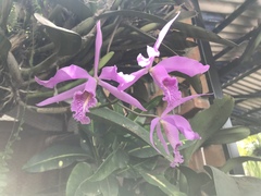 Cattleya maxima