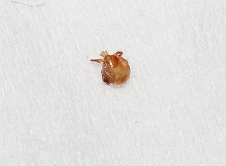 Amblyomma americanum Linnaeus, 1758
