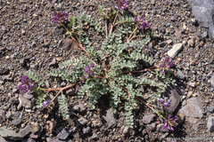 Astragalus iodanthus