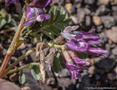 Astragalus iodanthus