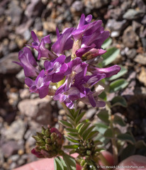 Astragalus iodanthus