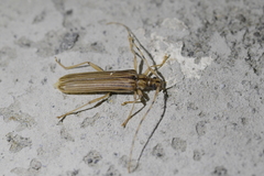 Leptachrous strigipennis