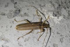 Leptachrous strigipennis