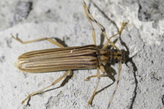 Leptachrous strigipennis