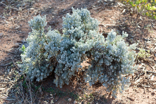 Pearl Bluebush (Maireana sedifolia)