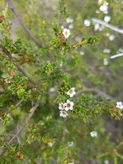 Baeckea utilis