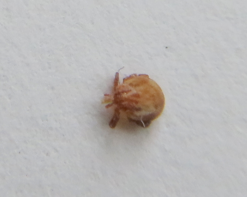 Amblyomma americanum Linnaeus, 1758