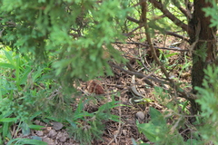 Eutropis longicaudata