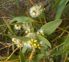 Eucalyptus viminalis cygnetensis
