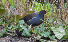 Gallinula chloropus