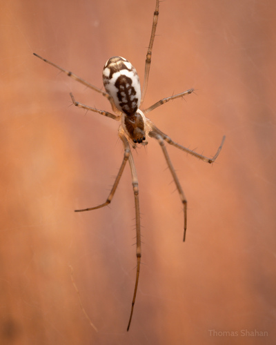 Filmy Dome Spider, Oklahoma, US, photo 8 of 10