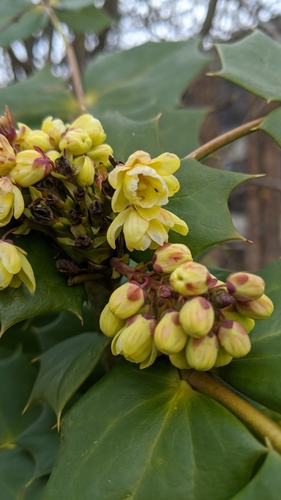 Leatherleaf mahonia (Berberis bealei)