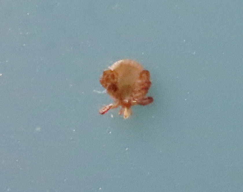 Amblyomma americanum Linnaeus, 1758