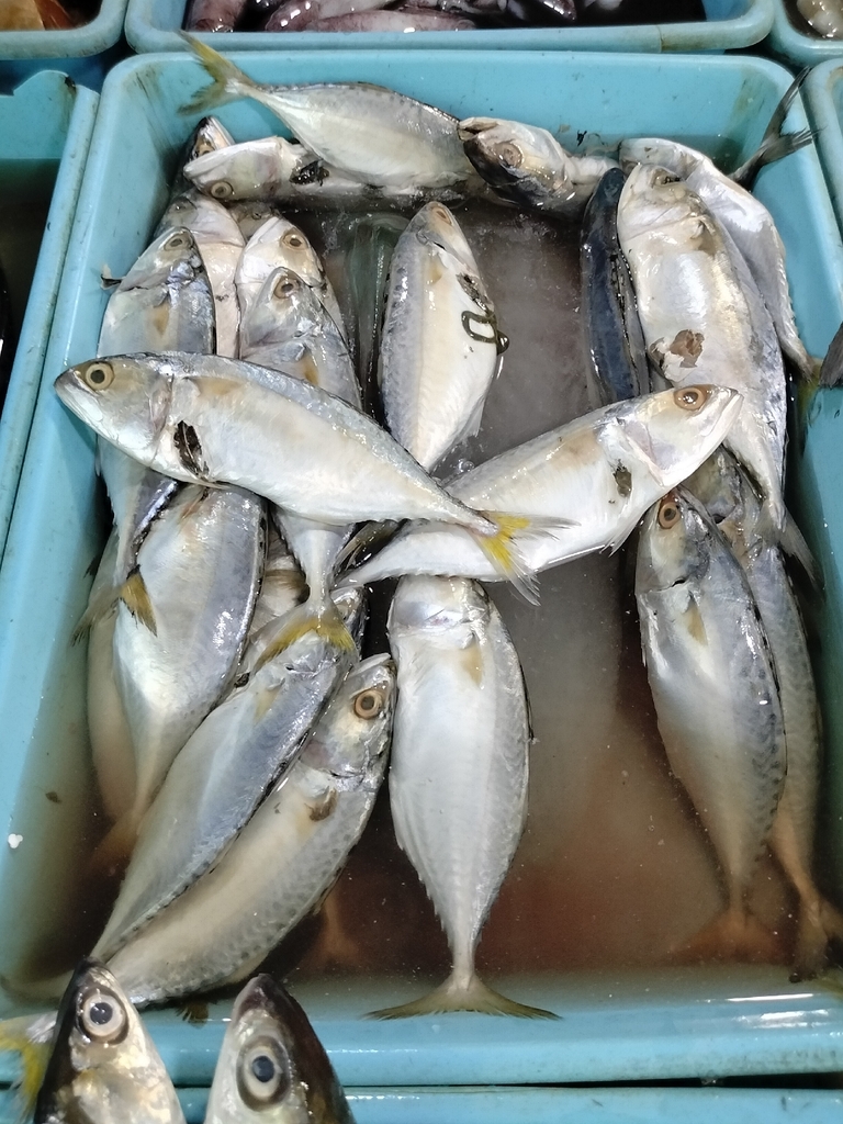 Indian mackerel (Rastrelliger kanagurta)