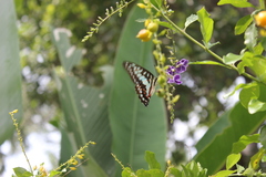 Graphium