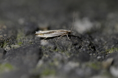 Erechthias stilbella