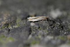 Erechthias stilbella