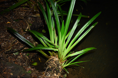 Helmholtzia glaberrima, photograph (c) Bryce Watts-Parker, some rights reserved (CC BY)
