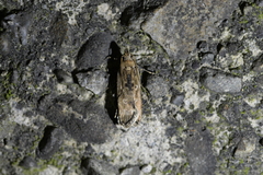Anisoplaca achyrota