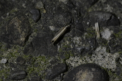 Erechthias stilbella