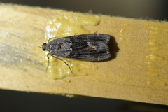 Eudonia submarginalis